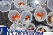东平@铲屎官们 养“异宠”或危害国家安全 这些行为违法了
