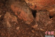 东平江西发现蜘蛛新物种 为研究呵叻蛛属适应区域提供依据