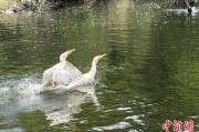 东平吉林：罕见白鸬鹚连续两年“故地重游”