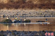 东平歙县完成安徽首个县域生物多样性调查 共记录物种近4千种